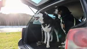 Jak bezpečně převážet psa v autě?
