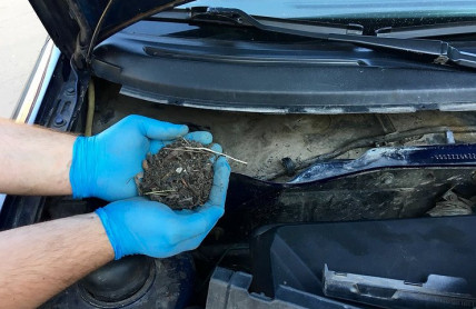 Vážné problémy, které může autu i řidiči způsobit spadané listí
