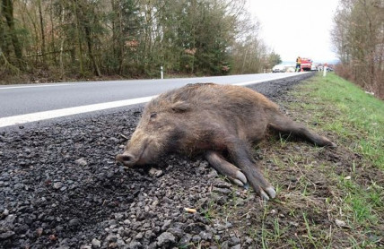Pozor! Podzim je nejrizikovějším obdobím pro srážku se zvěří