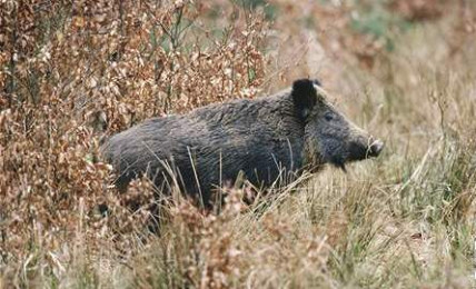 Divočáci ohrožují řidiče, pozor na ně zejména po páté ráno