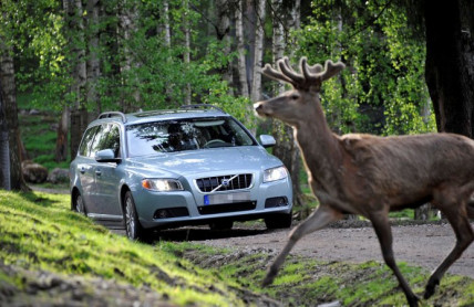 Podzimní rej zvěře je v plném proudu. Řidiči se musí mít na pozoru.