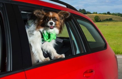 10 tipů jak bezpečně převážet psa v horkém létě