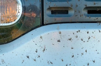 Jak odstranit hmyz z čelního skla a kapoty? Udělejte to co nejrychleji