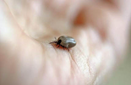 Nakažená klíšťata na vás číhají nejen v lesích. Jak včas poznat nemoc, na kterou není lék a můžeme jen tlumit příznaky?