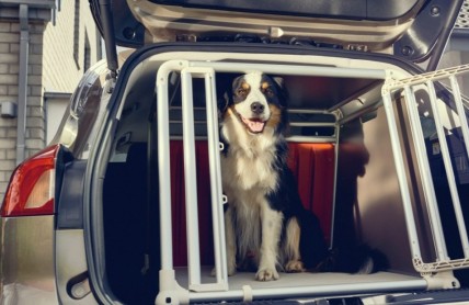 Každý třetí majitel psa jej nechává v autě na volno. Ohrožuje sebe i ostatní účastníky provozu